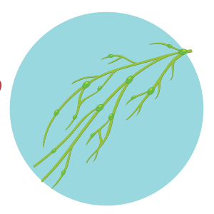 Kelenjar Getah Bening